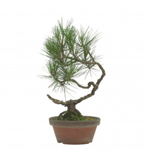 PINUS THUNBERGII IB223