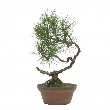 PINUS THUNBERGII IB223