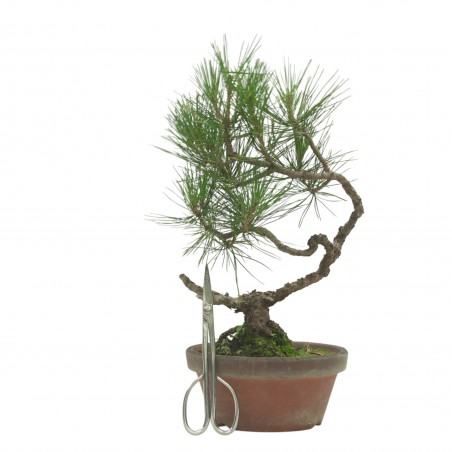 PINUS THUNBERGII IB223