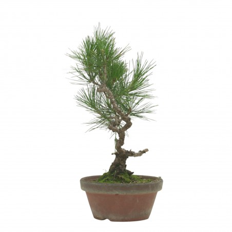 PINUS THUNBERGII IB223