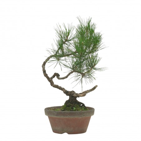 PINUS THUNBERGII IB223