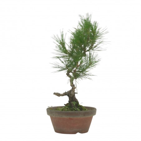 PINUS THUNBERGII IB223