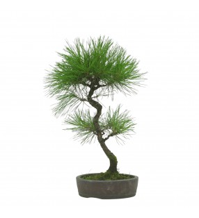 PINUS THUNBERGII IB1