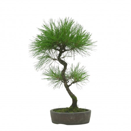 PINUS THUNBERGII IB1