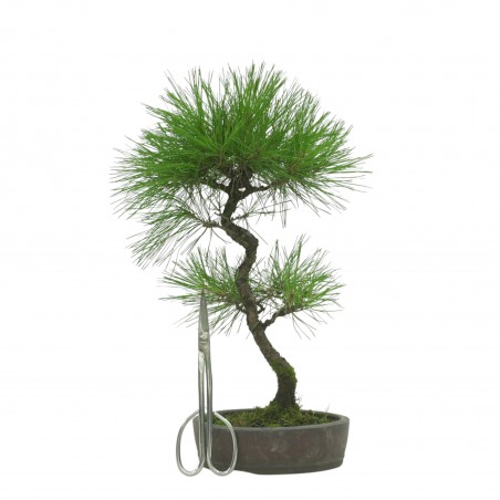 PINUS THUNBERGII IB1