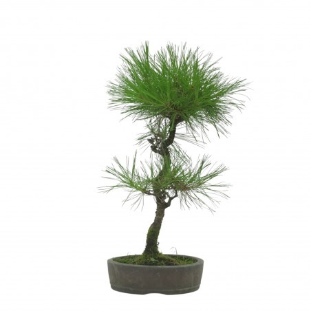 PINUS THUNBERGII IB1