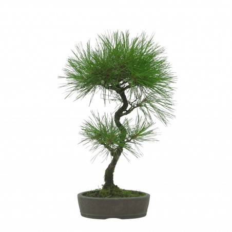PINUS THUNBERGII IB1