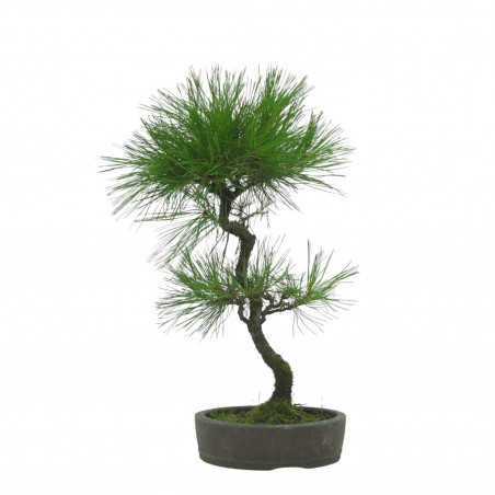 PINUS THUNBERGII IB1