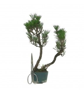 PINUS THUNBERGII IB158