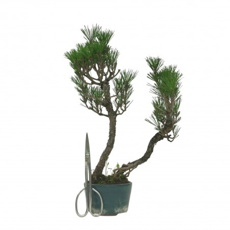 PINUS THUNBERGII IB158