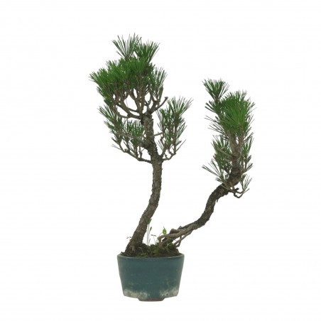 PINUS THUNBERGII IB158