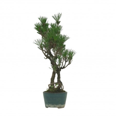 PINUS THUNBERGII IB158
