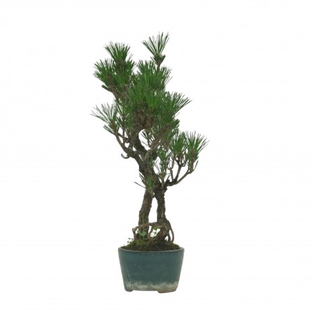 PINUS THUNBERGII IB158