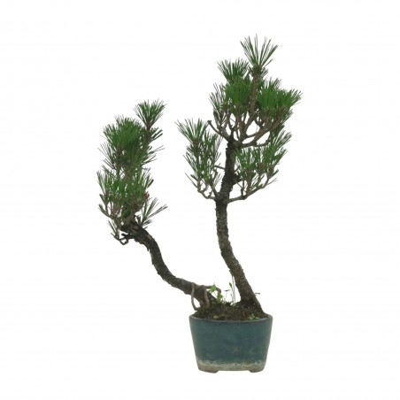PINUS THUNBERGII IB158