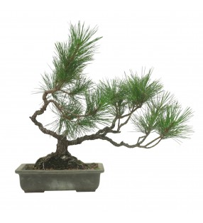 PINUS THUNBERGII IB222