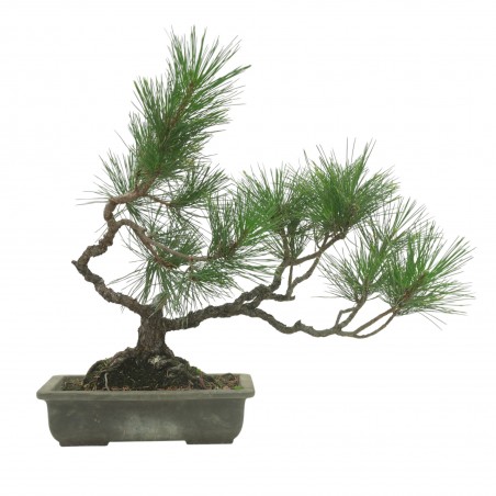 PINUS THUNBERGII IB222