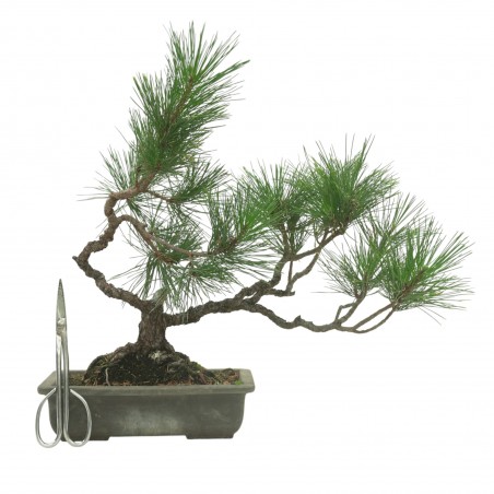 PINUS THUNBERGII IB222