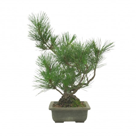 PINUS THUNBERGII IB222