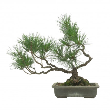 PINUS THUNBERGII IB222