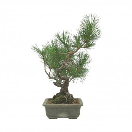 PINUS THUNBERGII IB222