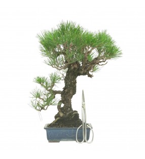 PINUS THUNBERGII IB177