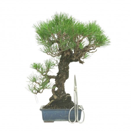 PINUS THUNBERGII IB177