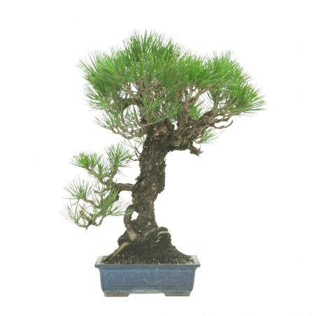 PINUS THUNBERGII IB177