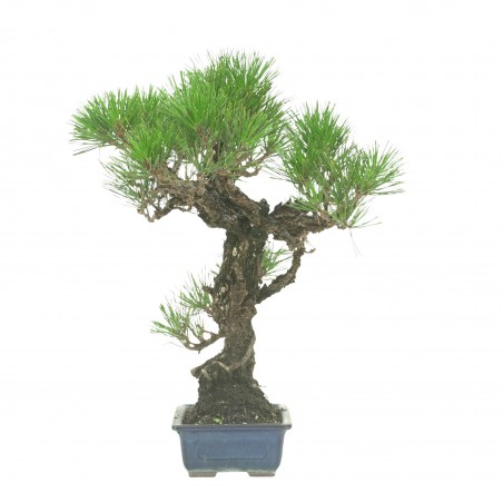 PINUS THUNBERGII IB177