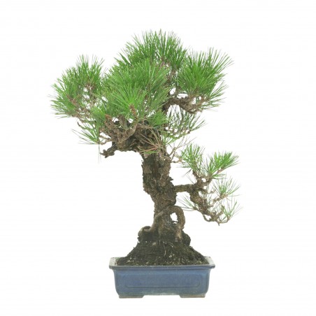 PINUS THUNBERGII IB177
