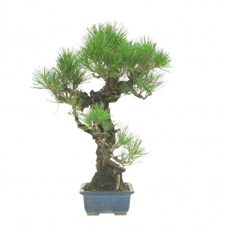 PINUS THUNBERGII IB177