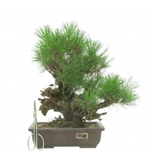 PINUS THUNBERGII IB188
