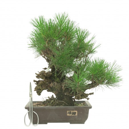PINUS THUNBERGII IB188