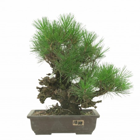 PINUS THUNBERGII IB188