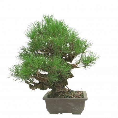 PINUS THUNBERGII IB188