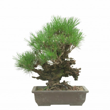 PINUS THUNBERGII IB188
