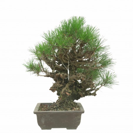 PINUS THUNBERGII IB188