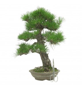 PINUS THUNBERGII IB189