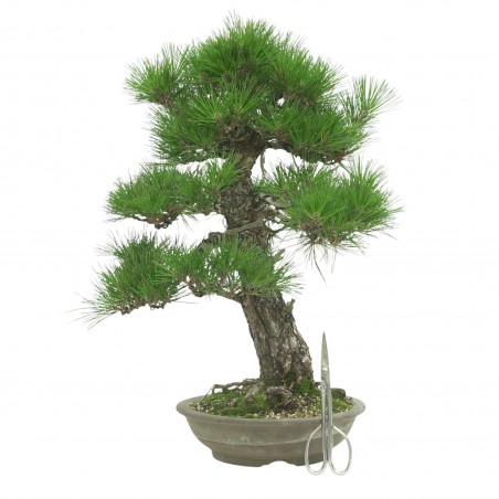PINUS THUNBERGII IB189