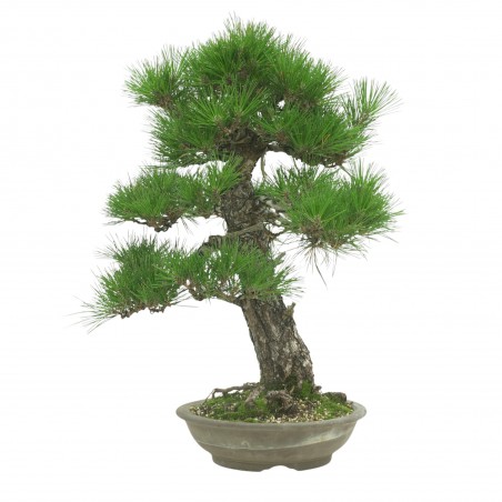 PINUS THUNBERGII IB189