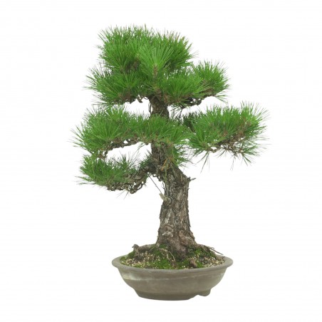 PINUS THUNBERGII IB189
