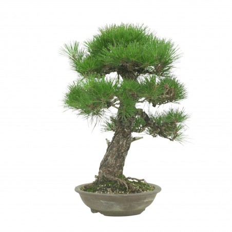 PINUS THUNBERGII IB189