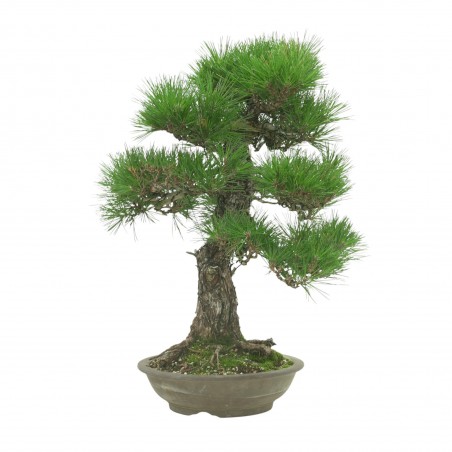 PINUS THUNBERGII IB189