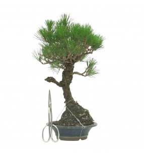 PINUS THUNBERGII IB178