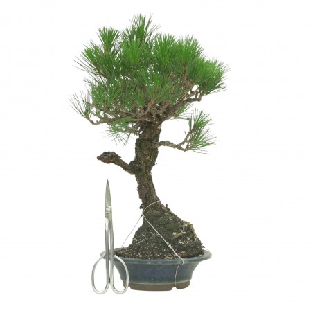 PINUS THUNBERGII IB178