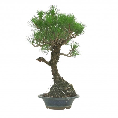 PINUS THUNBERGII IB178