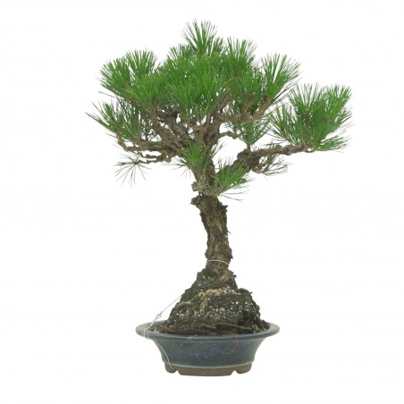 PINUS THUNBERGII IB178