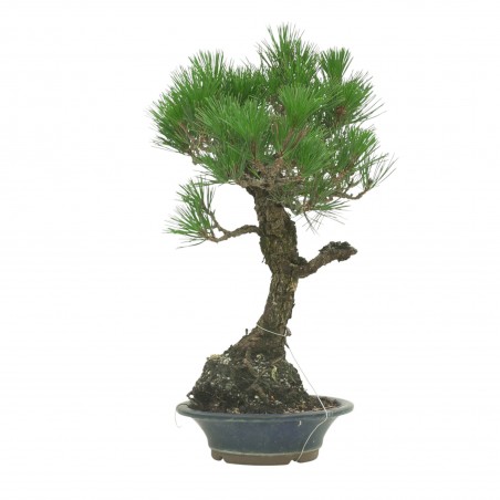 PINUS THUNBERGII IB178