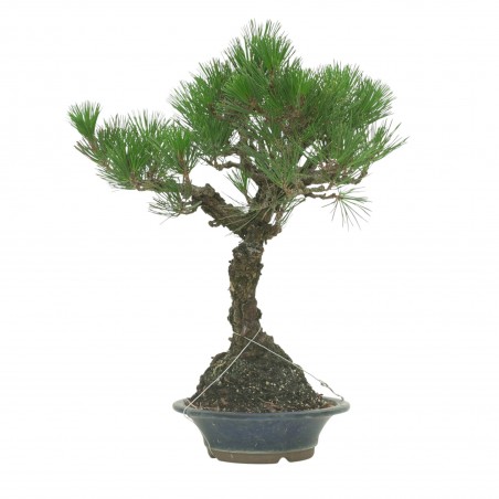 PINUS THUNBERGII IB178