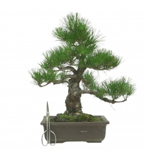PINUS THUNBERGII IB194