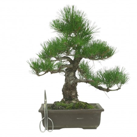 PINUS THUNBERGII IB194